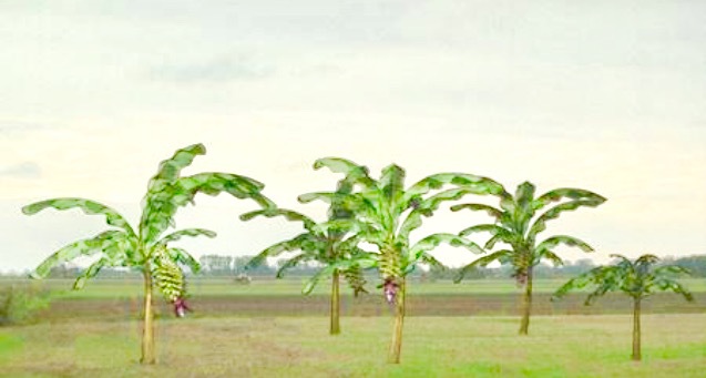 Von Bananenbäumen Träumen